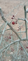 Sarcomphalus obtusifolius