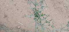 Sarcomphalus obtusifolius