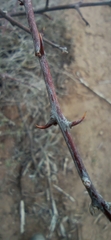 Pisonia