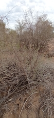 Pisonia