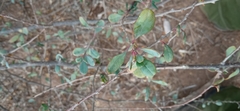 Pisonia