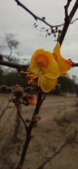 Erythrostemon palmeri
