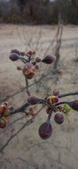 Erythrostemon palmeri
