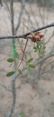 Erythrostemon palmeri