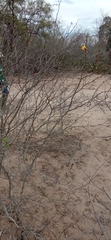 Erythrostemon palmeri