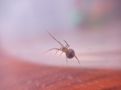 Steatoda