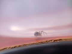Steatoda