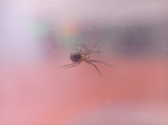 Steatoda