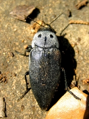 Buprestis cupressi