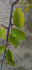 Pisonia capitata