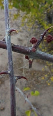 Pisonia capitata