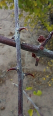 Pisonia capitata