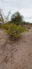 Pisonia capitata