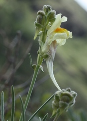 Linaria debilis