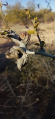Tracheophyta