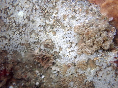 Pycnoclavella stanleyi