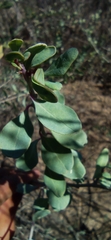 Magnoliopsida