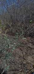 Magnoliopsida