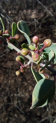 Magnoliopsida