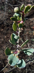 Magnoliopsida