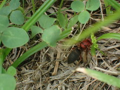 Vespa dybowskii