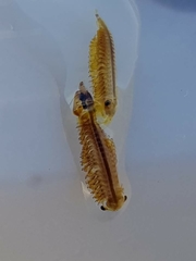 Polyartemia forcipata