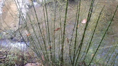 Equisetum myriochaetum