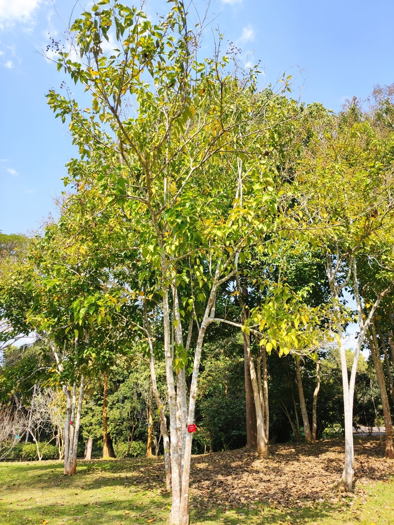 Pityranthe trichosperma (Pityranthe trichosperma)