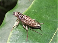 Temnosternus planiusculus