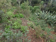 Haloragis erecta erecta