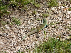 Aspidoscelis motaguae