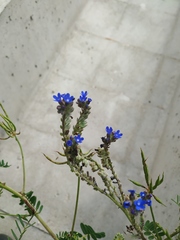 Anchusa leptophylla