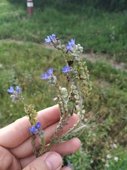 Anchusa leptophylla