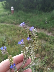 Anchusa leptophylla