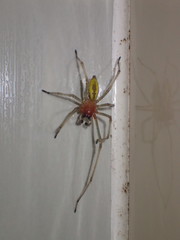 Cheiracanthium japonicum