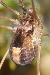 Forsteropsalis inconstans