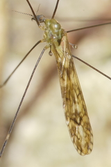 Discobola tessellata