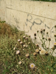 Erigeron acris podolicus