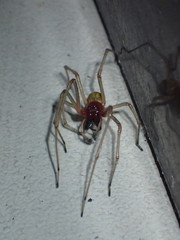 Cheiracanthium japonicum