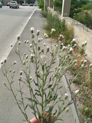 Erigeron acris podolicus