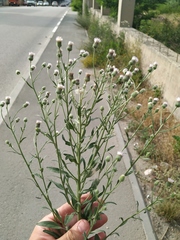 Erigeron acris podolicus