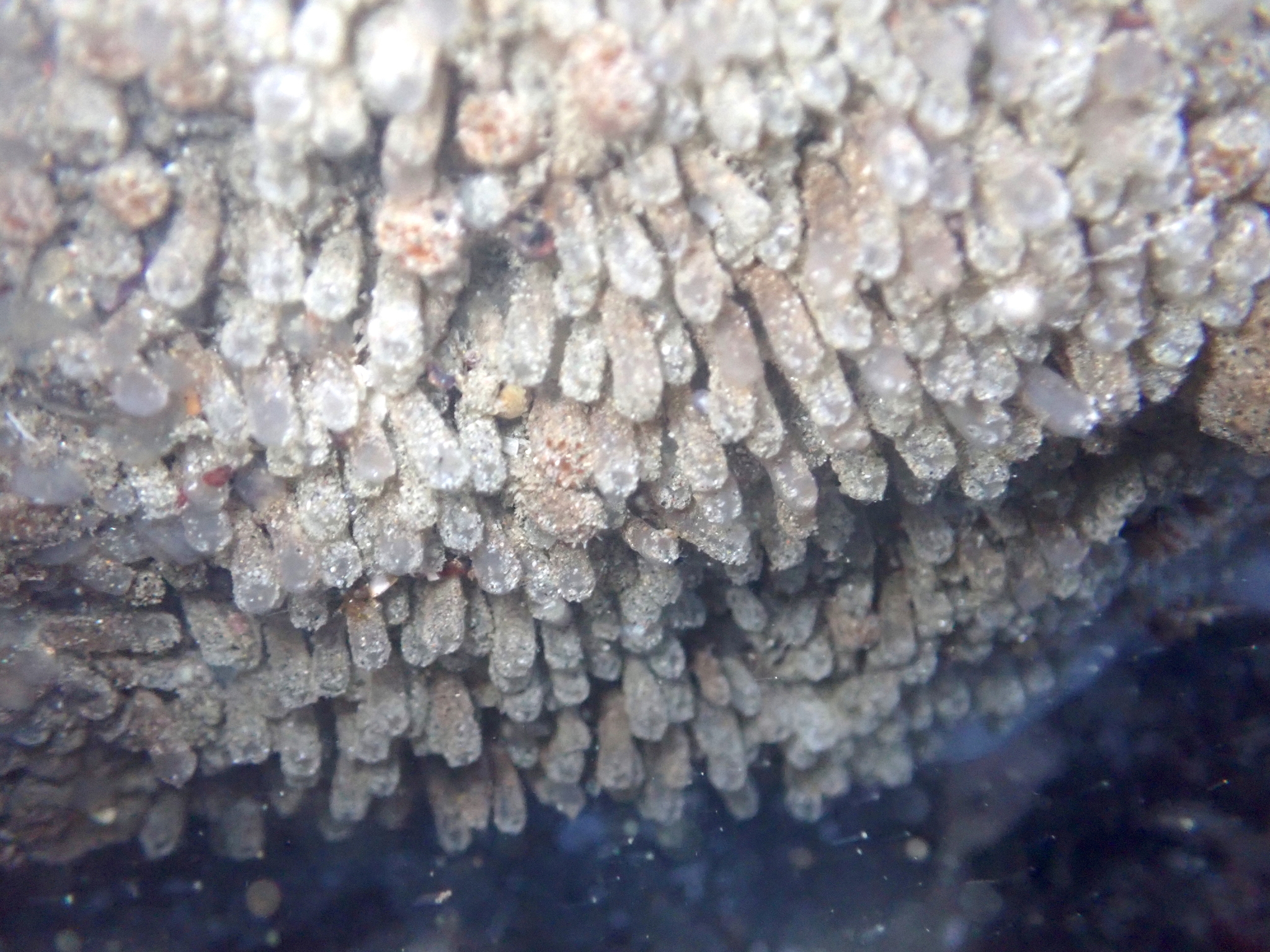 Euherdmania claviformis (Ritter, 1903)