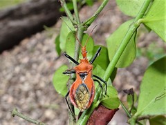Gminatus wallengreni