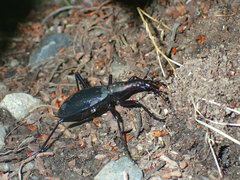 Carabus blaptoides