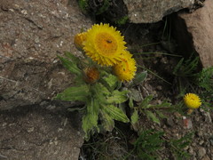 Helichrysum tenax
