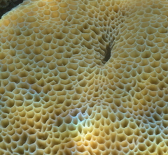 Gardineroseris planulata