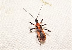 Trachylestes aspericollis