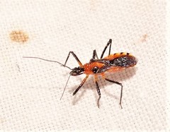 Trachylestes aspericollis