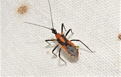 Trachylestes aspericollis