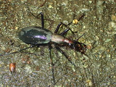 Carabus blaptoides